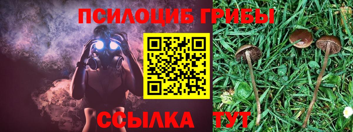Сегежа  Псилоцибиновые грибы Psilocybe  Вход с VPN 